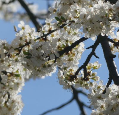 Kirschblüte
