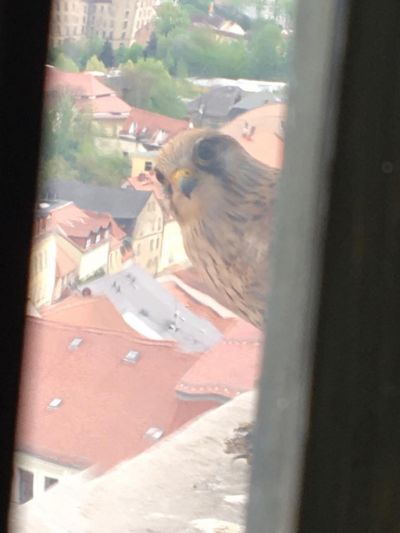 Auch bei der Johanniskirche schauen die Falken täglich vorbei und nisten häufig auch, nachdem die Dohlen flügge sind.